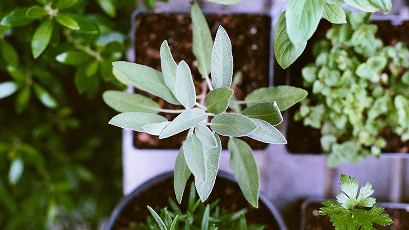grow herbs of your own - 9 Ways To Eat Healthy on Tight Budget