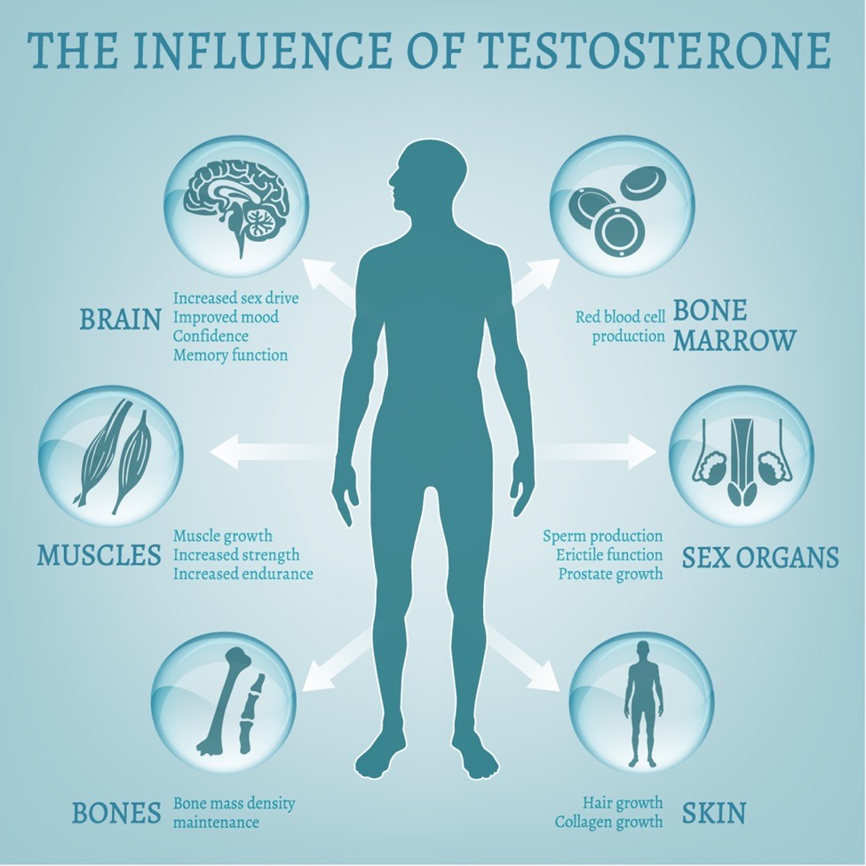 influence of tesntrone
